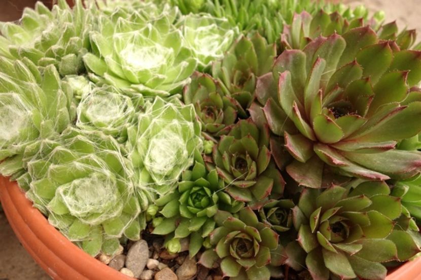  - sempervivum