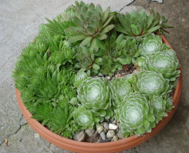  - sempervivum