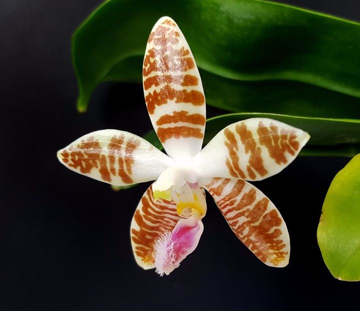 Sumatrana Red x Amboinensis White - Phalaenopsis 1