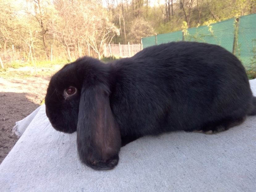  - ARHIVA IEPURI ce am avut câteva exemplare