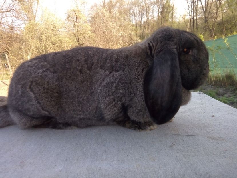  - ARHIVA IEPURI ce am avut câteva exemplare