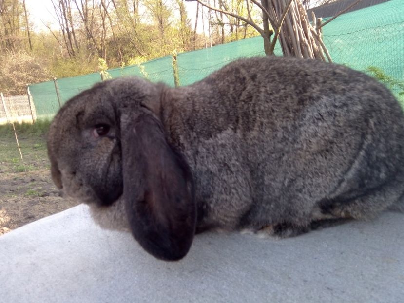  - ARHIVA IEPURI ce am avut câteva exemplare