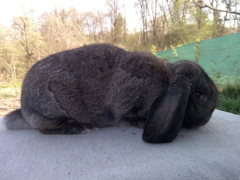  - ARHIVA IEPURI ce am avut câteva exemplare