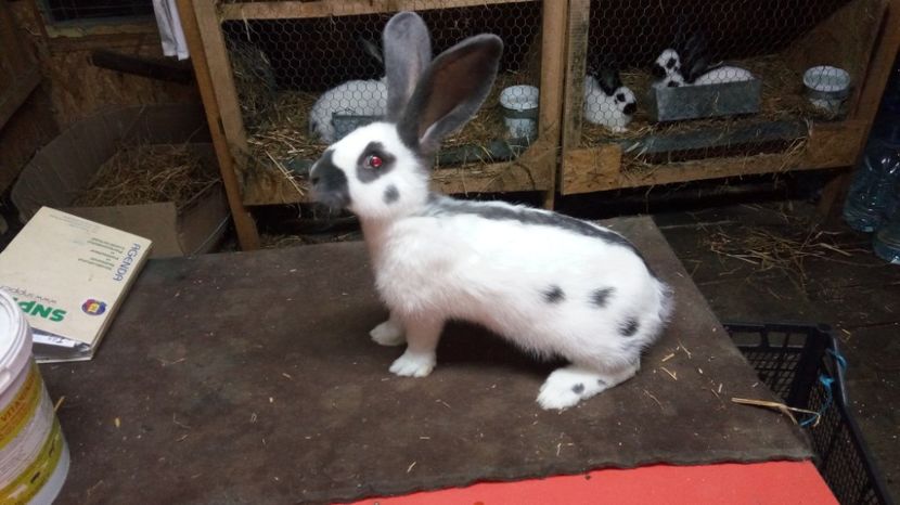  - Mascul A 1-Ro20-1724