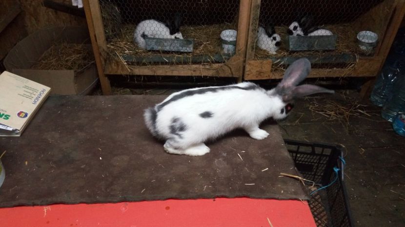  - Mascul A 1-Ro20-1724