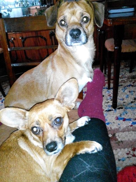 telefon1 140 - Pui de sorecar