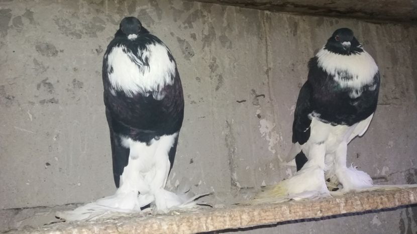  - Gusati pomerani de vanzare