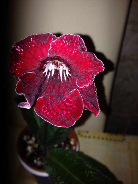 image - streptocarpusi 2017