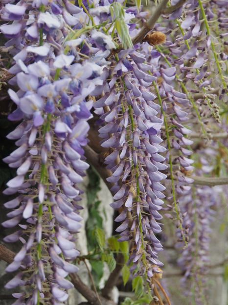 ... incinta manastirii este plina de ... liane de glicina . - Manastirea Govora