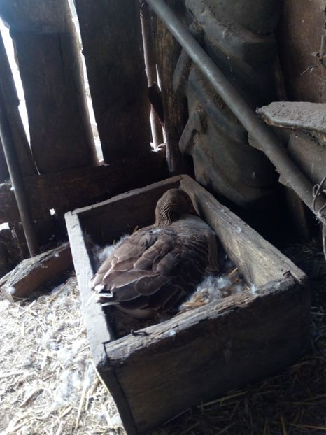  - Gaste la clocit 2017