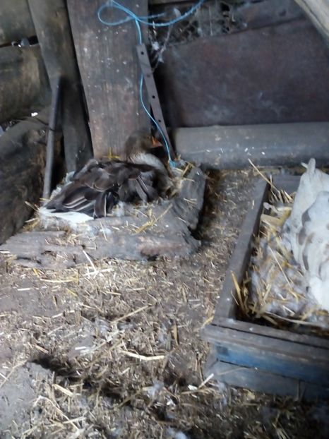  - Gaste la clocit 2017