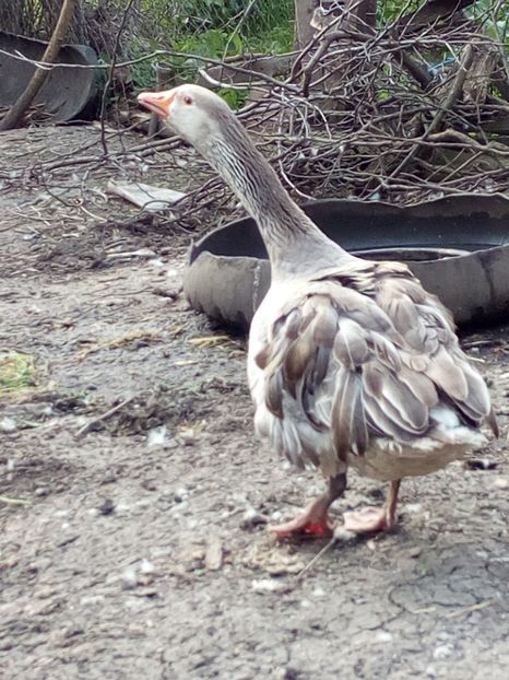  - Gaste la clocit 2017