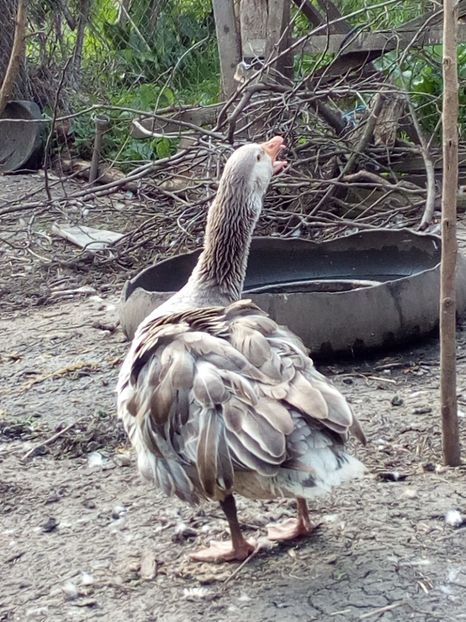  - Gaste la clocit 2017