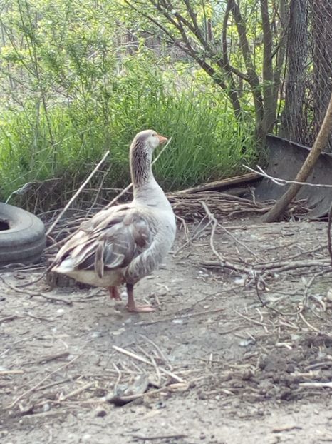  - Gaste la clocit 2017