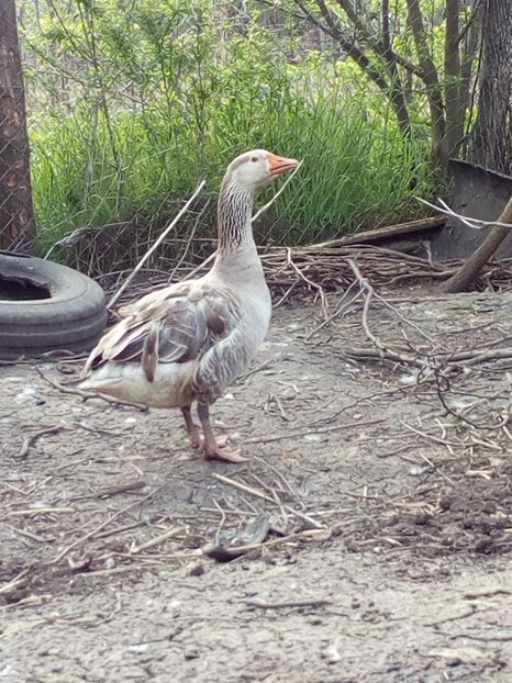  - Gaste la clocit 2017