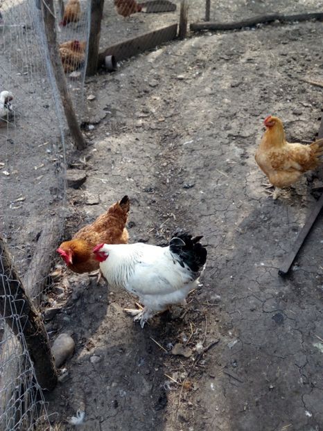  - Gaini cocosi diverse rase decembrie_2016-2017