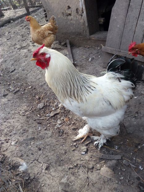  - Gaini cocosi diverse rase decembrie_2016-2017