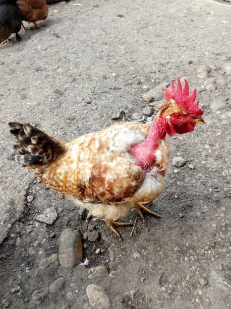  - Gaini cocosi diverse rase decembrie_2016-2017