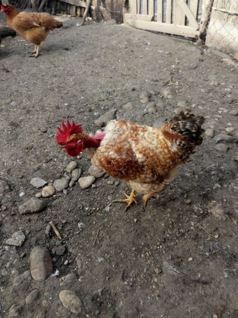  - Gaini cocosi diverse rase decembrie_2016-2017