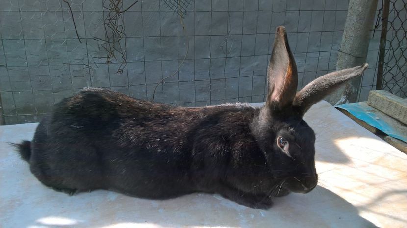  - a- femela hycole nr1 neagra