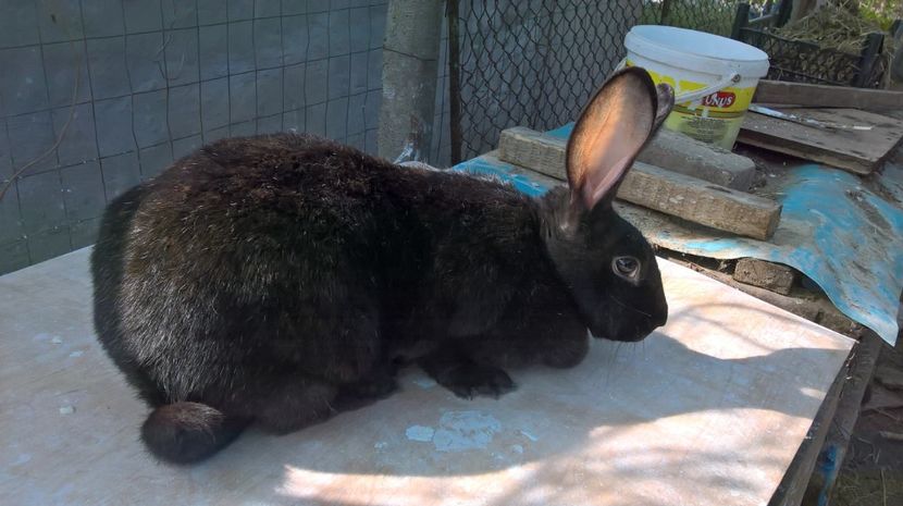  - a- femela hycole nr1 neagra