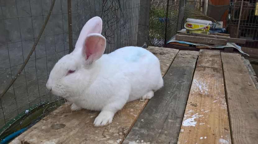  - b2-mascul hycole nr 1