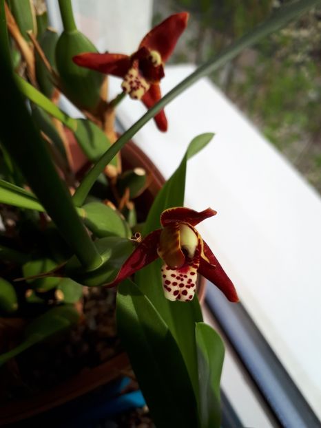 maxillaria tenuifolia 2017.04.18 2 - maxillaria