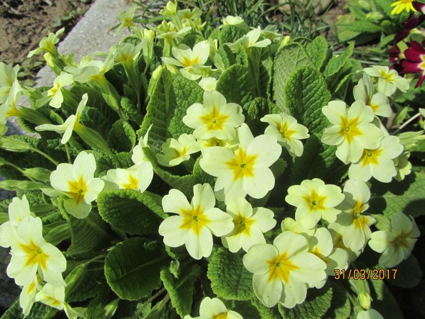  - Flori de gradina-2017 primavara