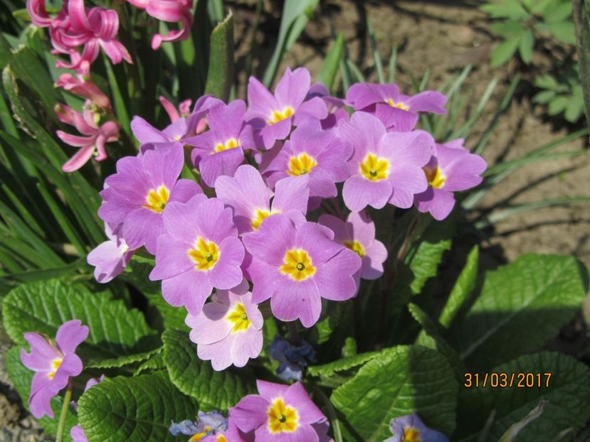  - Flori de gradina-2017 primavara