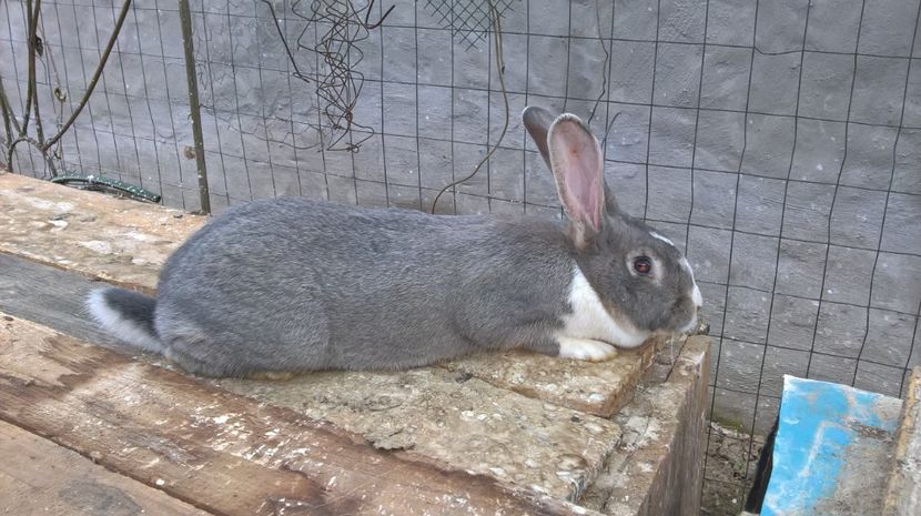  - a1-femela hycole argintie