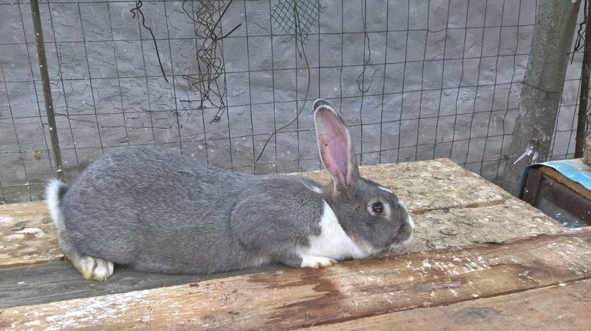  - a1-femela hycole argintie