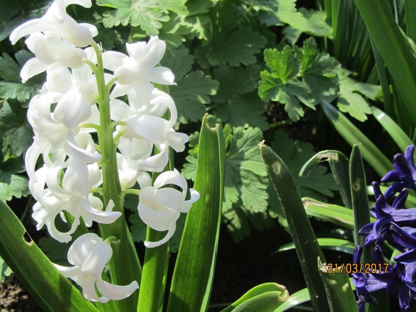  - Flori de gradina-2017 primavara