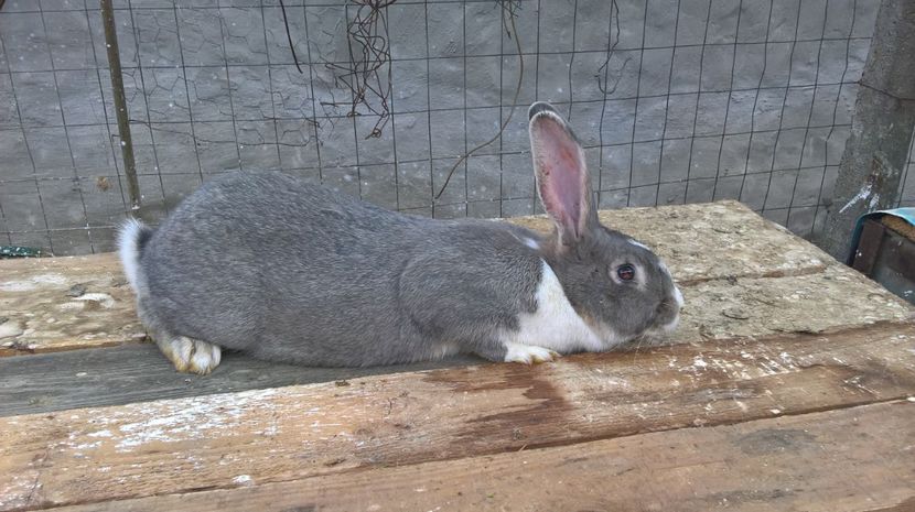  - a1-femela hycole argintie