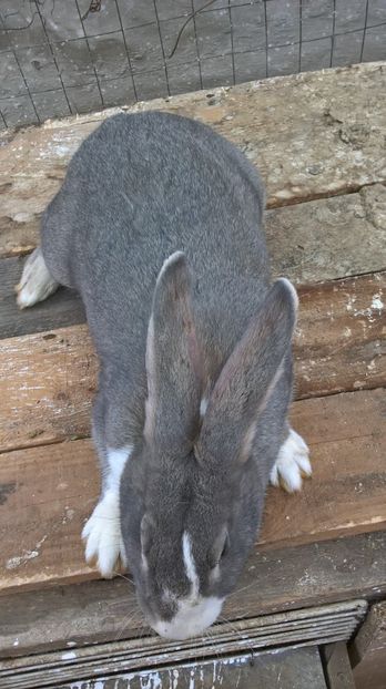  - a1-femela hycole argintie