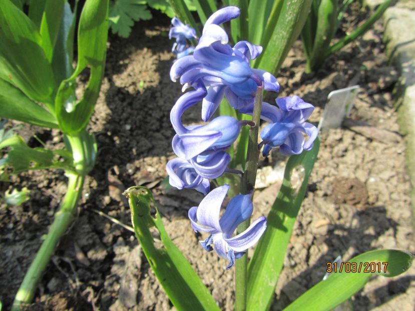  - Flori de gradina-2017 primavara