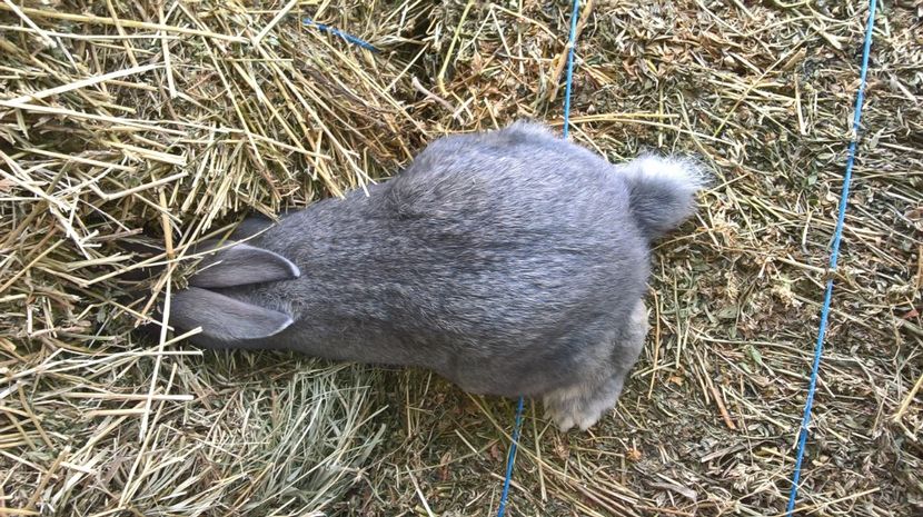  - b1-mascul argintiu