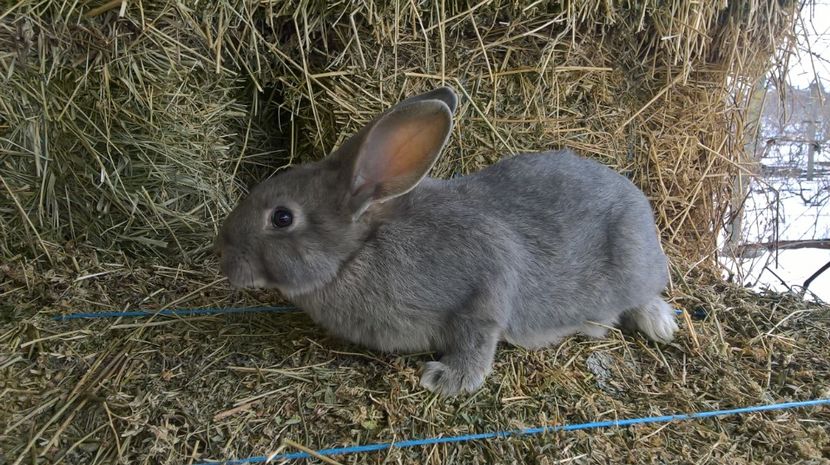  - b1-mascul argintiu