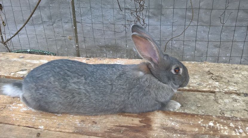  - b1-mascul argintiu