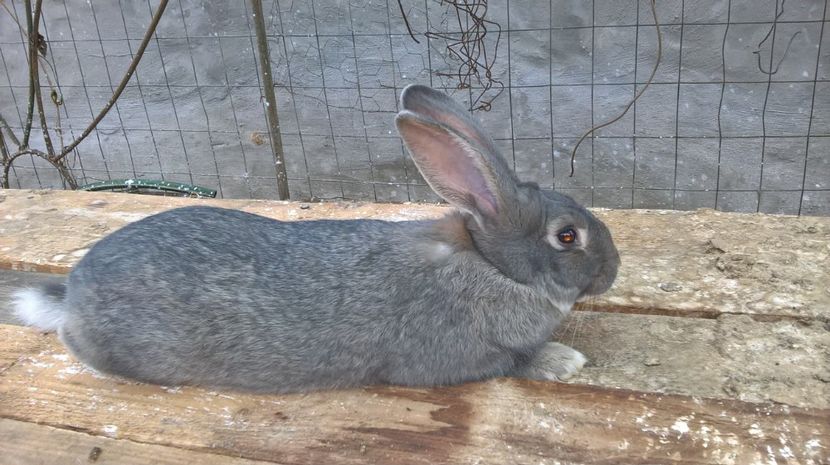  - b1-mascul argintiu