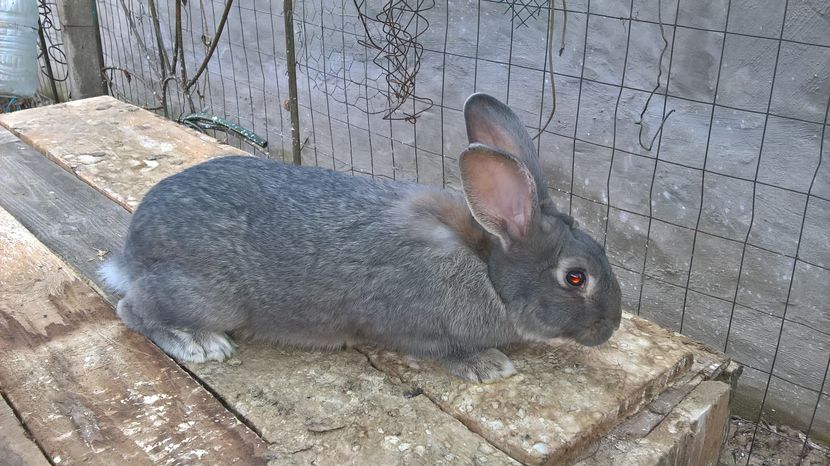  - b1-mascul argintiu