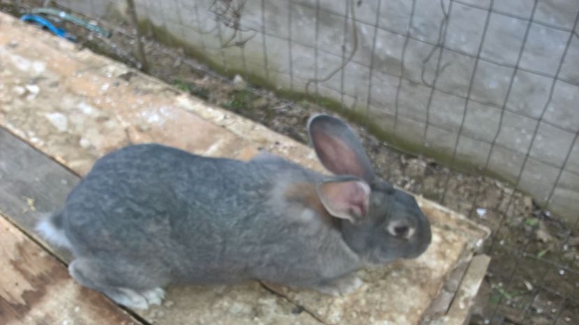  - b1-mascul argintiu