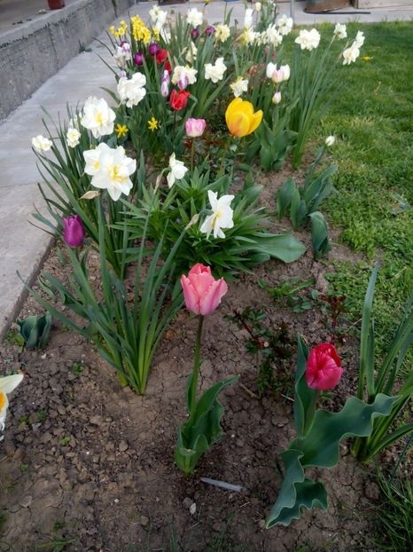 16.04-Paste - gradina 2017