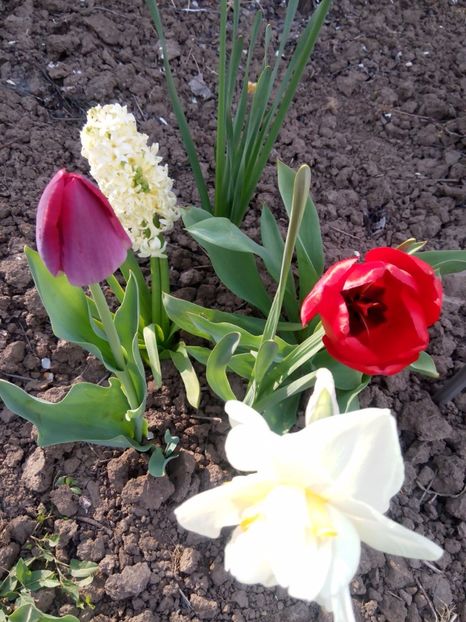 16.04-Paste - gradina 2017