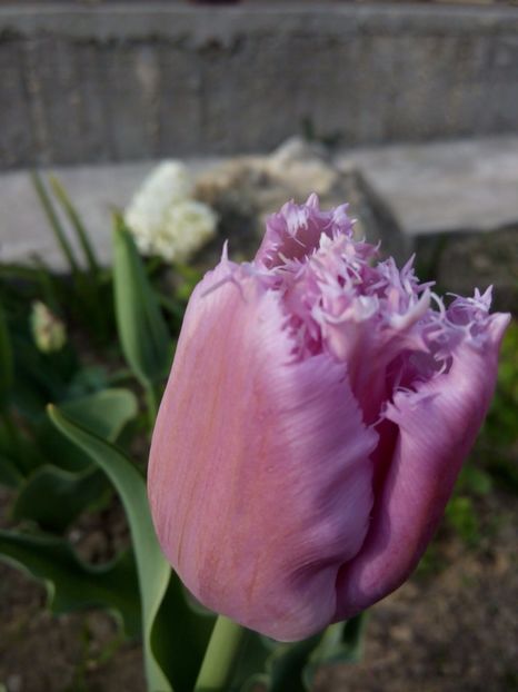 16.04-Paste - gradina 2017