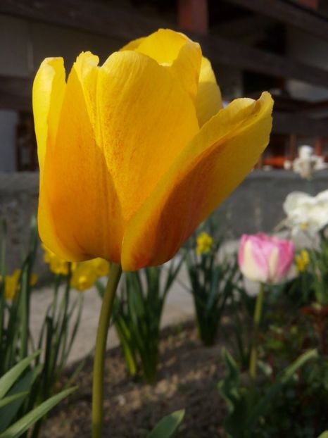 16.04-Paste - gradina 2017