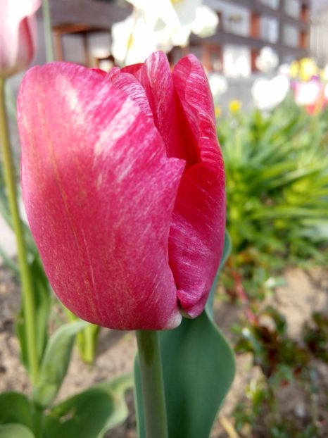 16.04-Paste - gradina 2017