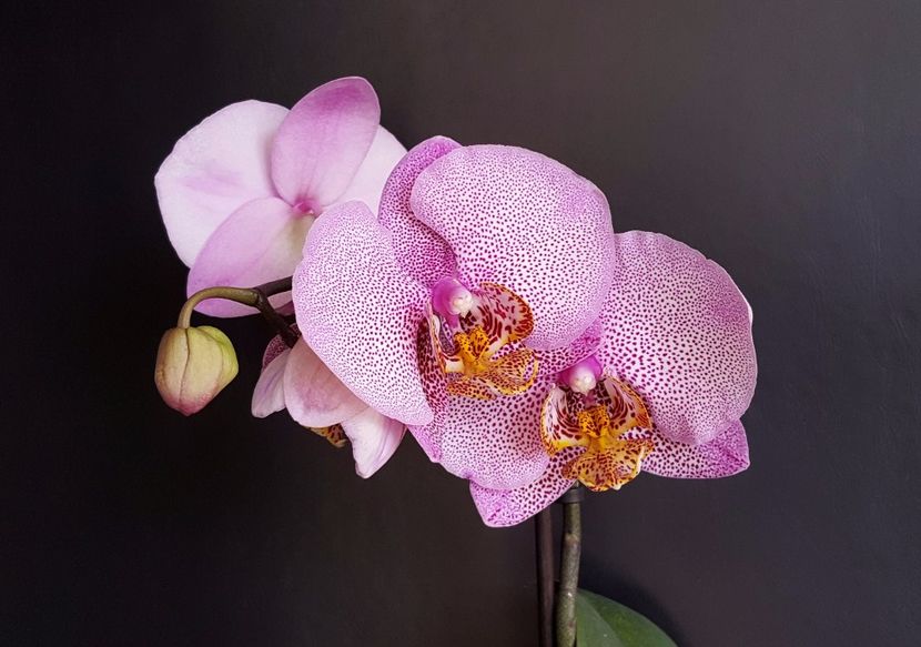 Manhattan - Phalaenopsis 1