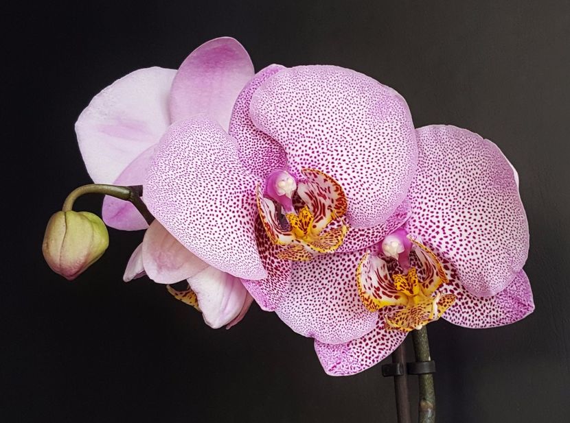 Manhattan - Phalaenopsis 1