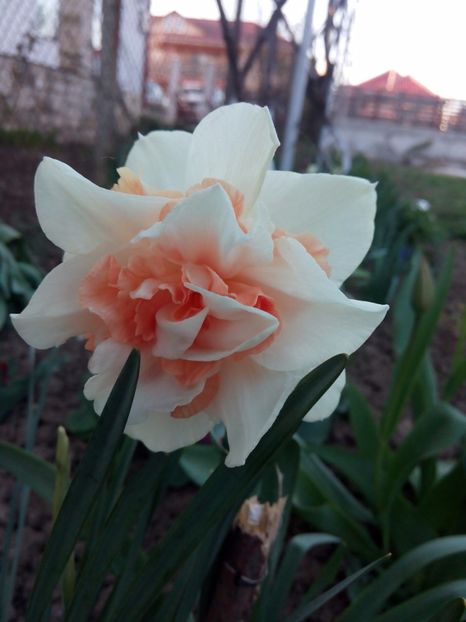 16.04-Paste - gradina 2017