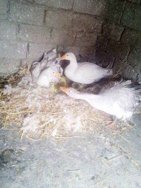 Foarte protectoare - Gastele cu boboci 2017